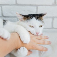 猫に『本気噛み』されたら放置は厳禁！起こり得るトラブル2つと正しい対処法