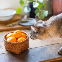 猫に『みかん』を与えてはいけない2つの理由　危ないのは実と皮、どっち？