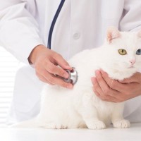 猫をひっそりと苦しめる『すい炎』わかりづらいこの病気の特徴や予防法などを解説