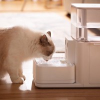 猫の『水飲み器』ってどんなものを選べばいい？3つのタイプ別に特徴をご紹介