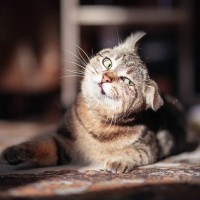 どんな猫でもかかりやすい『外耳炎』3つの原因とかかっているときのサイン