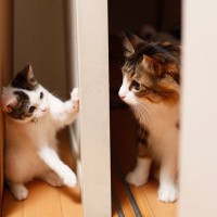 多頭飼育の猫たちにしてはいけない『間違った仲の取り持ち方』4選　かえって仲が険悪に？