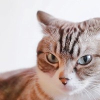 猫がペターンと『イカ耳』になったときのキモチ4選　機嫌が悪いときばかりじゃない？