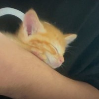 片腕に収まるほど『小さかった子猫』→約１ヶ月が経過すると……成長後の『1日の様子』に「なんという幸せな時間」「成長が早い」の声