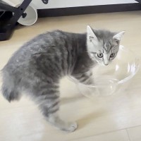 子猫に『透明なボウル』をプレゼント→遊んでる間にお風呂を済ませたら…『まさかの光景』が1万7000再生「全てが可愛いｗ」「液体ｗ」