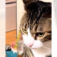 明らかに『怒っている表情の猫』が突然"乙女"に……まさかの理由が可愛すぎると128万再生突破「急に目が変わって可愛いｗ」「敵わないね」