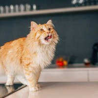 猫の『テンションがあがるもの』5選　愛猫に毎日に喜びをくれることとは？