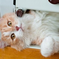 猫好きがついうらやましくなる『猫の習性や行動』5選　見習いたいところがたくさん！