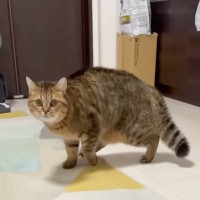 パパが特大のくしゃみをした結果→目の前にいた猫が…驚きすぎて『まさかの変化』を遂げた様子が132万再生「想像以上」「サイズ感がｗ」