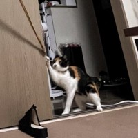 猫の爪に洗濯物が引っかかっていると思ったら…『衝撃的すぎる光景』に爆笑の声続出！「猫ビーム」「電車の中で見たらいかんｗ」と951万表示