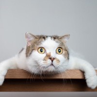 猫が『ドキドキをしずめる』ためにしている3つの行動　ビックリした猫への接し方も