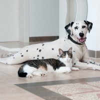 「“猫の一時預かり”の見事な失敗例？」預かった子猫と飼い犬が大親友になっちゃった！米国