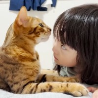 触ると噛みつく凶暴な猫に5歳の女の子が近づくと……素敵なやり取りの様子が癒やされると24万7000再生「信頼しているんだね」「可愛い」