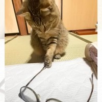 寝坊した飼い主を絶対に起こしたい元野良猫→方法を考えた結果…『まさかの行動』に爆笑の声続出「考え中からのｗ」「メガネが本体で草」