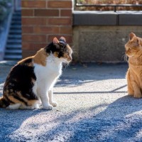 猫の間でモテモテになる『猫たらしな猫』の特徴とは？4つのポイントをご紹介　人間界とはひと味違う？