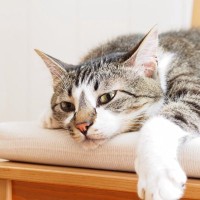 猫も『貧血』になる？考えられる5つの原因と改善方法　歯茎や耳を見て白ければ要注意