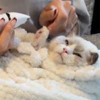 子猫を"包んで"肉球まわりのお手入れをしたら…『反則的すぎる』可愛い姿に悶絶する人続出「包み直すのが可愛すぎ涙」「天使だ」と85万再生