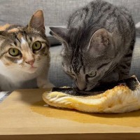 猫に『特大の焼き魚』をブレゼント→匂いを嗅いだ猫が…まさかの結末に爆笑！「思い通りにはいきませんねｗ」「パパさん、ドンマイｗ」の声