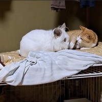 猫がうさぎから『猛烈なアピール』を食らった結果…戸惑いを隠しきれない様子が面白すぎると爆笑の声「急に至近距離で笑った」「可愛いｗ」