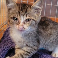 大雨の日に母親が連れて帰ってきたボロボロの子猫→素敵な理由でふくふくと成長していった『現在の姿』が434万表示「見違えた」「本当に素敵」