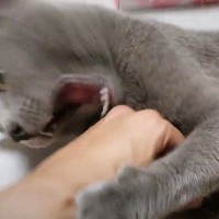 『お腹を触ってほしそうな猫』を発見→モミモミした結果……思わず爆笑の光景に「発言と触るタイミングがｗ」「むんずもんずやんずｗ」の声