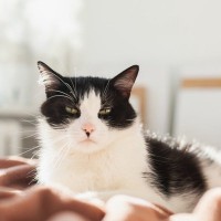 猫の心の底から『大嫌いっ！』と思っているもの5つとその理由　避けられるものはできるだけ排除を…