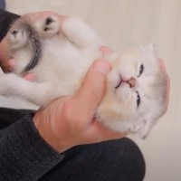 赤ちゃん猫を抱っこして寝かせてみた結果……想定外すぎる『微笑ましい展開』に悶絶する人続出「小さな天使」「なんて可愛い寝顔」の声