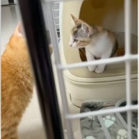 新入り猫を迎えた初日にパンチしていた先輩猫→2日目になると…仲良くなるまでの軌跡が249万再生「最後に感動した」「3日目で吹いた」の声