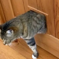 猫が専用のドアを通ろうとしたら…まさかの『切なすぎる瞬間』が113万再生「可愛すぎるｗ」「ちょっと気まずそうｗ」と爆笑する人続出