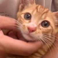 保護2日目で『デレデレになった子猫』を抱っこしてみた結果…『まさかの光景』が19万再生の反響「人をダメにするｗ」「めっちゃめんこい」