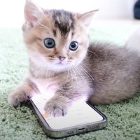 子猫にスマホを預けてみた結果…想像以上すぎる『使い方』が17万9000再生「さすが令和の子」「インターネットで注文しそう」