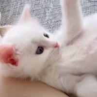 "生後2週間ほどで捨てられていた"白猫を保護→成長した結果…まさかの『ビフォーアフター』に「もはや面影がない」「貫禄ありすぎｗ」と反響