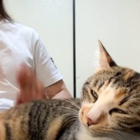 プロドラマーが猫に『ケツドラム』をした結果…まさかすぎる反応が226万再生「現世に意識戻って来るの面白すぎ」「声出して笑った」と爆笑