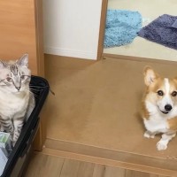 家族が旅行に行って帰ってこない日、『お留守番をした猫と犬』は…帰宅したときの反応に癒やされる人続出「お兄ちゃん偉い」「ほっこりした」