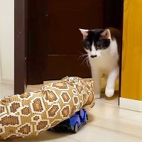 猫に『部屋に入ったら超巨大ヘビがいるドッキリ』を仕掛けたら…まさかの想定外すぎる結末に爆笑「リアクション可愛すぎｗ」「笑いが止まらんｗ」