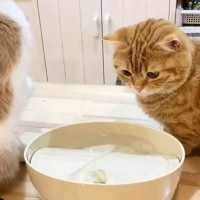 猫の水飲み場を設置→猫が『初期チェック』に現れて…まさかの『大惨事』に爆笑！「チェック長くない？ｗ」「これから掃除が大変だ…ｗ」の声