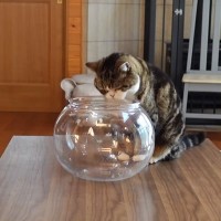 こたつの上に金魚鉢を置いたら、猫が……まさかの『衝撃の光景』が10万4000再生「可笑しくて鼻水でたｗ」「見事に溶けてるｗ」と爆笑の声