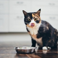 【現役獣医が解説】猫の食事について｜食欲の判別方法、病気を早期発見するポイントまで