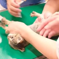 動物病院で拘束された子猫→家に帰ると……飼い主に向けた『まさかの眼差し』が106万再生「最後の顔ｗｗｗ」「顔が好きすぎるｗ」と爆笑の声