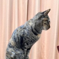 猫のごはんの時間が近づくと…まさかの場所で『圧をかける様子』に爆笑「かなりの圧で笑った」「素晴らしいバランス感覚」と63万表示突破