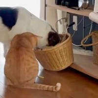 コソコソしている犬と猫→寝たフリをして『隠し撮り』した結果…可愛すぎる『まさかの光景』が117万再生「何故か涙がでた」「愛おしい」