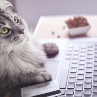 猫との暮らしで『在宅ワーク』をする際の注意点3つ　ずっと一緒は猫にはストレス？