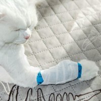 猫も『捻挫』することがある！痛めているサインや対処法を解説　骨折との見分け方も