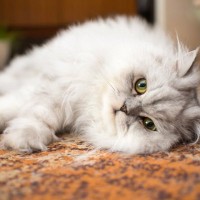 『寿命が短い』とされる猫種4つとその理由　調査結果から見えてきた傾向とは