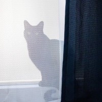 懐いていたはずの愛猫に『心を閉ざされてしまった』ら…考えられる3つの原因と対処法