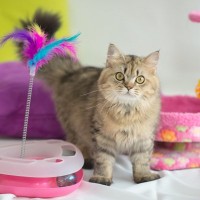 猫飼いさんが『買って失敗した…』と思いがちな猫グッズ4選　後悔しないためのアドバイスも