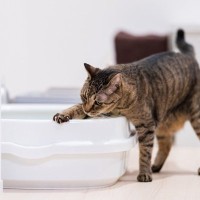 猫のなかにも『トイレの砂』をかけない子がいる？砂かけしない理由5つ　放っといて大丈夫？