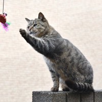 猫がつい『さわりたくなってしまう』4つのもの　危ないものは手の届かないところへ！