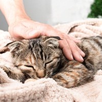 大切な愛猫に『余命宣告』が…飼い主としてすべき4つのこと　どんな心構えでいればいい？