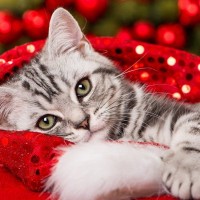 猫とすごす『クリスマス』に潜む危険なトラブル3選　聖夜を安全にすごすには